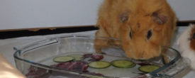 Abkühlung für Meerschweinchen im Sommer