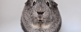 Meerschweinchenhaltung: Die 10 häufigsten Anfängerfragen