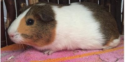 Notmeerschweinchen Wesley