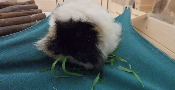 Texel Meerschweinchen