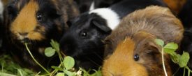 7 Gründe für Meerschweinchen als Haustiere