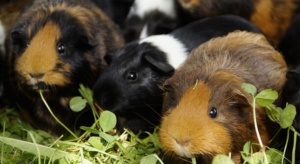 7 Gründe für Meerschweinchen als Haustiere