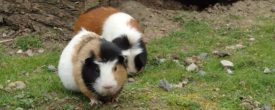 Wie intelligent sind Meerschweinchen?