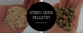 Streu oder Pellets für den Meerschweinchenstall?