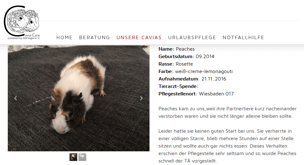 cavia-care-notstation.png
