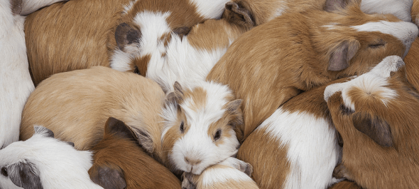 Animal Hoarding Meerschweinchen
