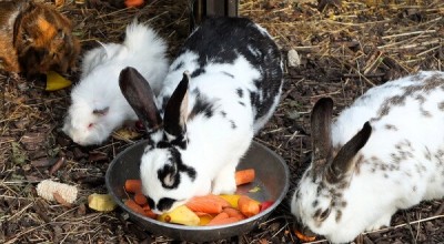 Meerschweinchen und Kaninchen