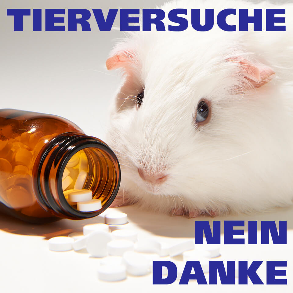 Meerschweinchen Als Labortiere: Ein Blick Auf Die Tierversuche