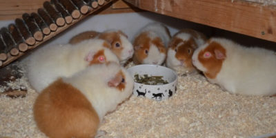 Teddy Meerschweinchen Gruppe