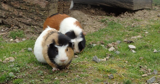 Meerschweinchen Intelligenz