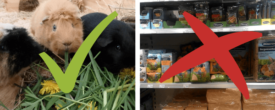 Trockenfutter & Co.: Auswirkungen schlechter Meerschweinchen Ernährung
