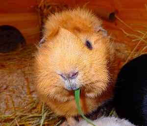 Meerschweinchen genießt frisches Gras