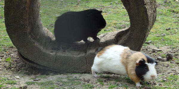 Bewegung für Meerschweinchen