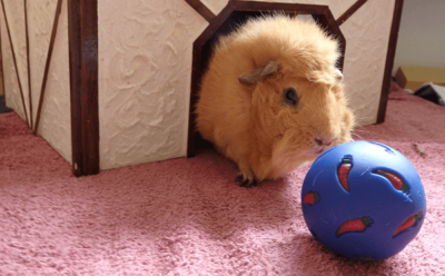 Bewegung für Meerschweinchen: Warum Exercising wichtig ist