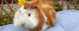 Rote Augen bei Meerschweinchen