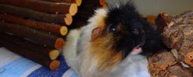 Friseurschweinchen: Was hat es mit dem Haare fressen auf sich?
