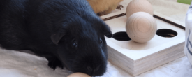 Aktuelles Intelligenzspielzeug für Meerschweinchen