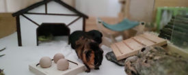 Vorbereitungen für den Einzug der ersten Meerschweinchen