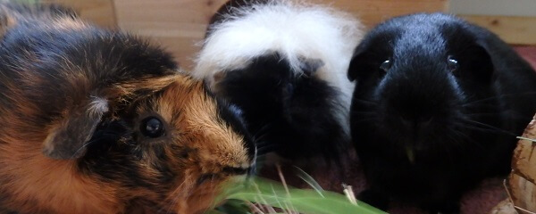 Tierheim Meerschweinchen